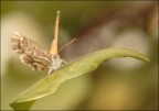 Farfalla_1^ prova macro Farfalla_1^ prova macro