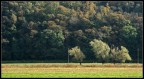 autumn #1