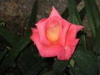 semplicemte rosa semplicemte rosa