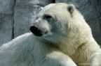 orso polare orso polare