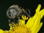ennesima scorpacciata ennesima scorpacciata