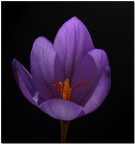 simply crocus