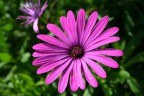 che fiore è? che fiore è?