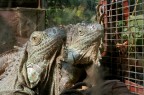 iguana iguana