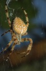 spider spider