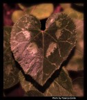 il cuore della natura il cuore della natura