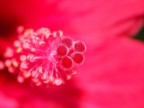 fiore fiore