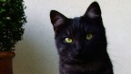 Mi � semblato di vedele un gatto...