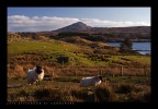 Afternoon at Connemara Afternoon at Connemara