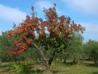 Autunno Solitario Autunno Solitario