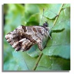 butterfly#3