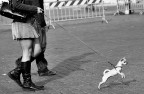 Cane da traino Cane da traino
