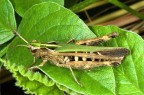 Cavalletta Cavalletta