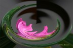 bolla di un fiore bolla di un fiore