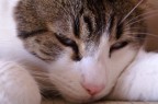 Cat Cat