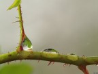 Drops Drops