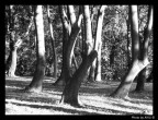 Wood B&W 1 Wood B&W 1