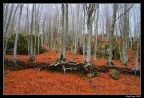 Arrivato l'autunno... Arrivato l'autunno...