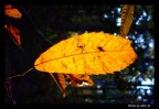 Autumn 1 Autumn 1