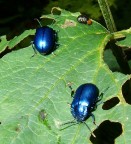 foto scattata l'anno scorso con una compatta fuji f810 , in montagna a circa 1200 m.s.l.m. , secondo voi cosa sono, sembrano metallizzati come le macchine.
ciao
daniela
