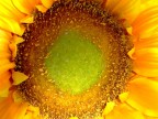 L'occhio della natura L'occhio della natura