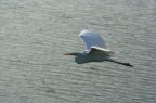 Airone bianco maggiore Airone bianco maggiore