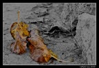 L'autunno L'autunno