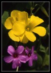 bi color bi color