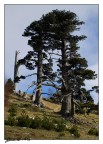 LUCANIA -Pini Loricati-