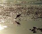 Il cavaliere cromato Il cavaliere cromato