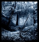 Light &amp; shadow in a fairy wood