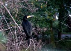 Cormorano Cormorano
