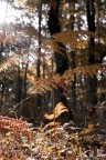 autunno al bosco quarto autunno al bosco quarto