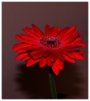 fiore fiore