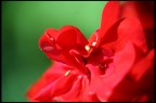 Rosso e Verde Rosso e Verde