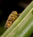 Eristalinus taeniops #2 Eristalinus taeniops #2
