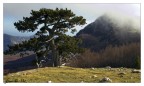 LUCANIA -Pini Loricati- 2
