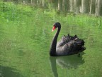 cigno nero cigno nero