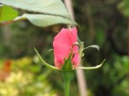 little rosa little rosa