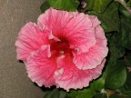 flower flower
