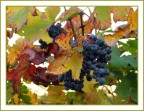 L'ultimo bicchiere di barolo. L'ultimo bicchiere di barolo.