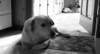 cane triste cane triste