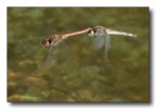Libellule in volo Libellule in volo