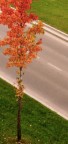 autumn leaves autumn leaves