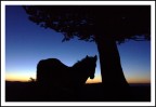Tramonto bestiale Tramonto bestiale