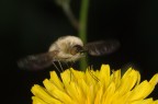 bombylius minor 3