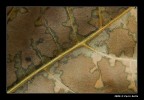 Texture (Autunno 1) Texture (Autunno 1)
