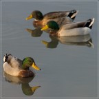 Tramonto in laguna...