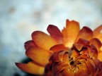fiori secchi1 fiori secchi1