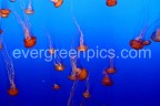 meduse meduse